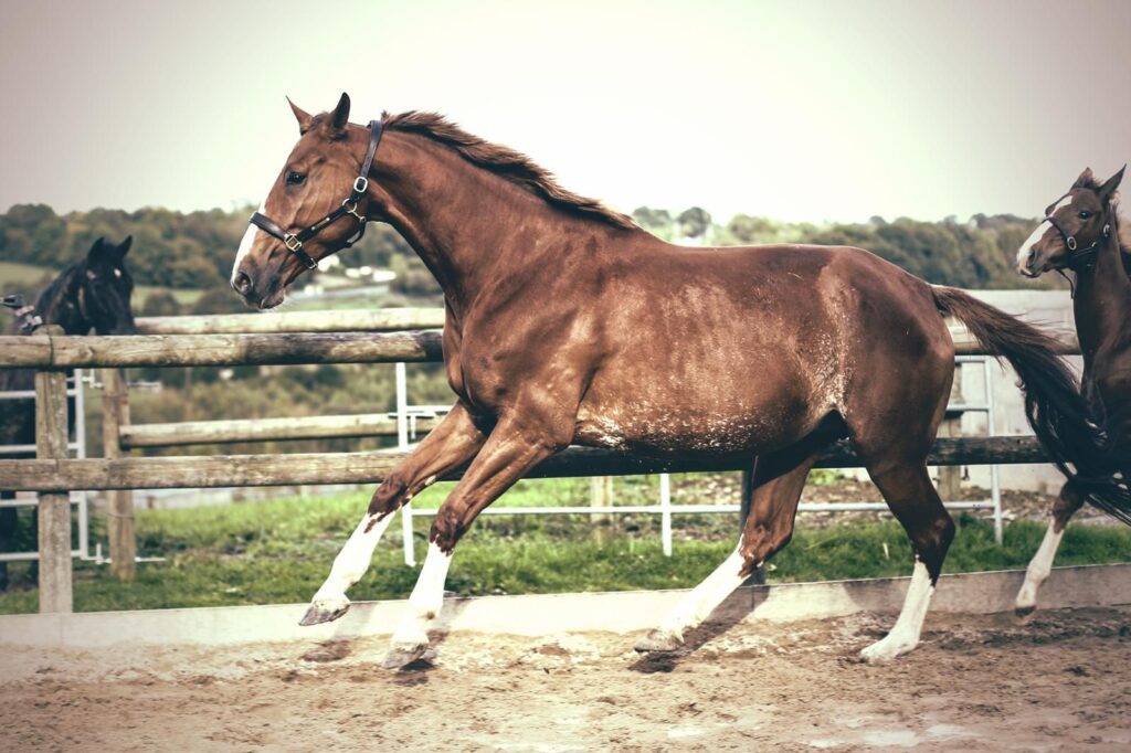 Comete du Tillard, a brown broodmare horse galloping in a field