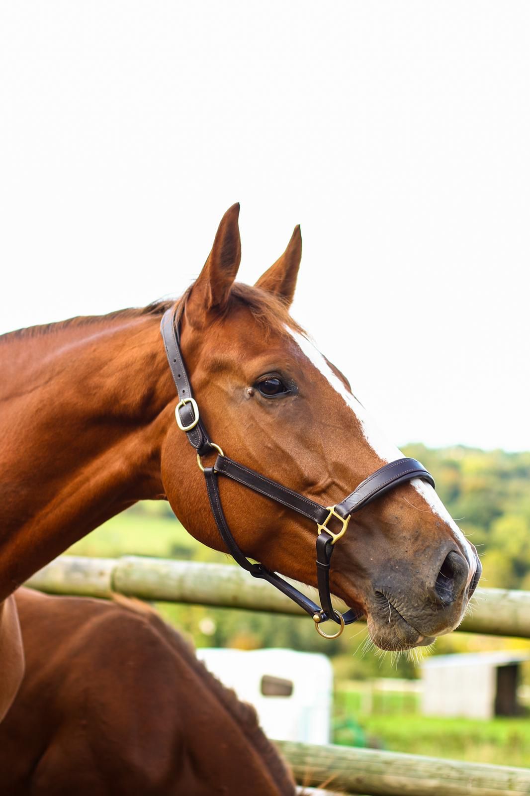 Comete du Tillard, a brown broodmare horse posing for the camera