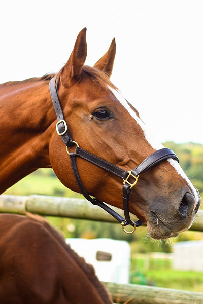 Comete du Tillard, a light brown broodmare horse standing in a field