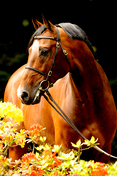 Conway II, a beautiful brown stallion horse standing in front of flowers