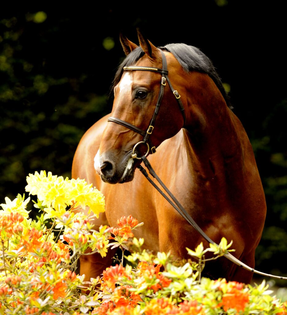 Conway II, a light brown Stallion horse standing in a field of yellow flowers