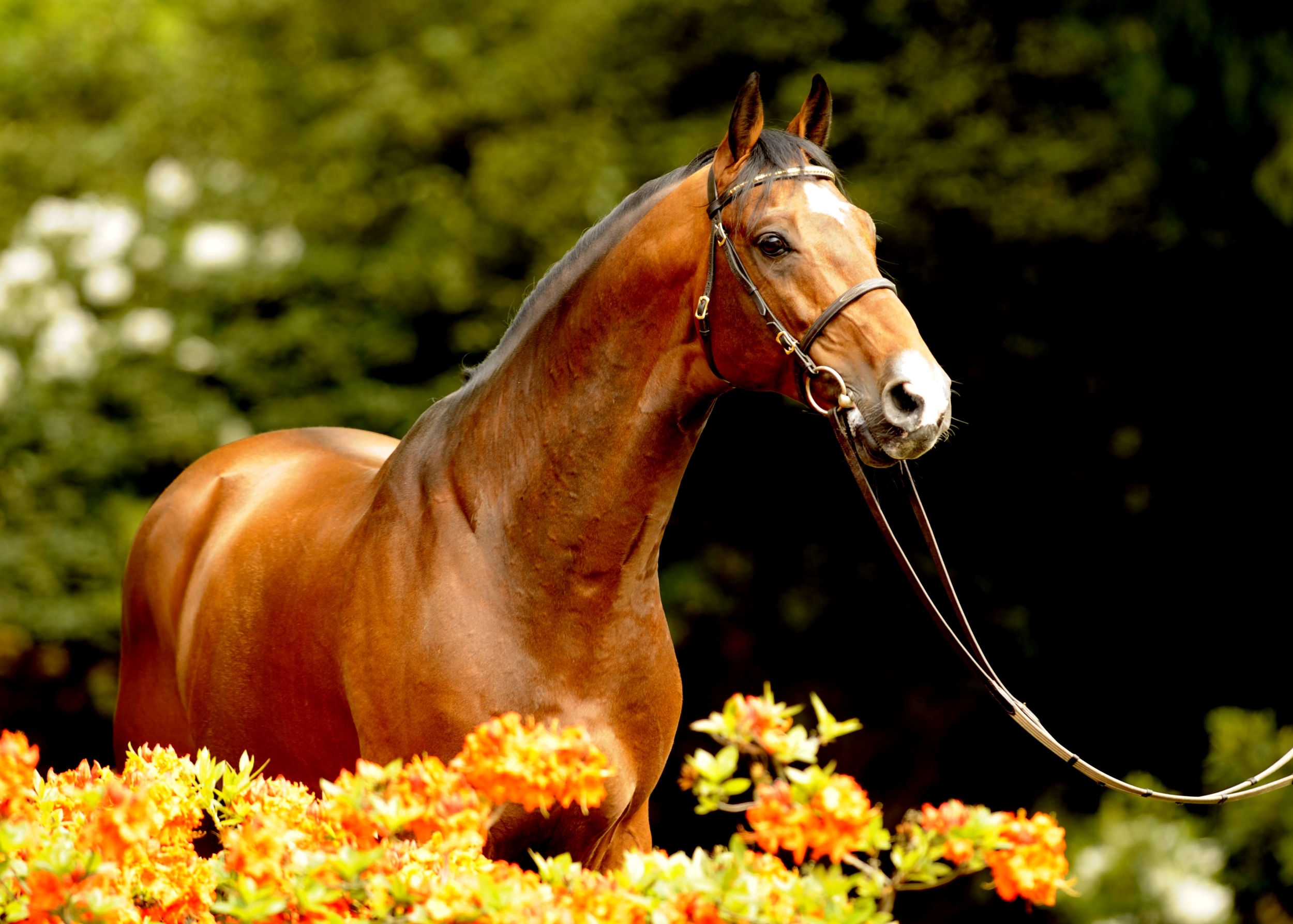 Conway II, a light brown Stallion horse standing in a field of yellow flowers