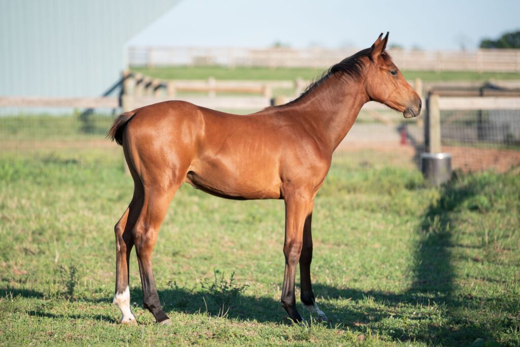 Emeralds Cornet, a brown broodmare horse standing in a field at Cloverfield Equestrian Center