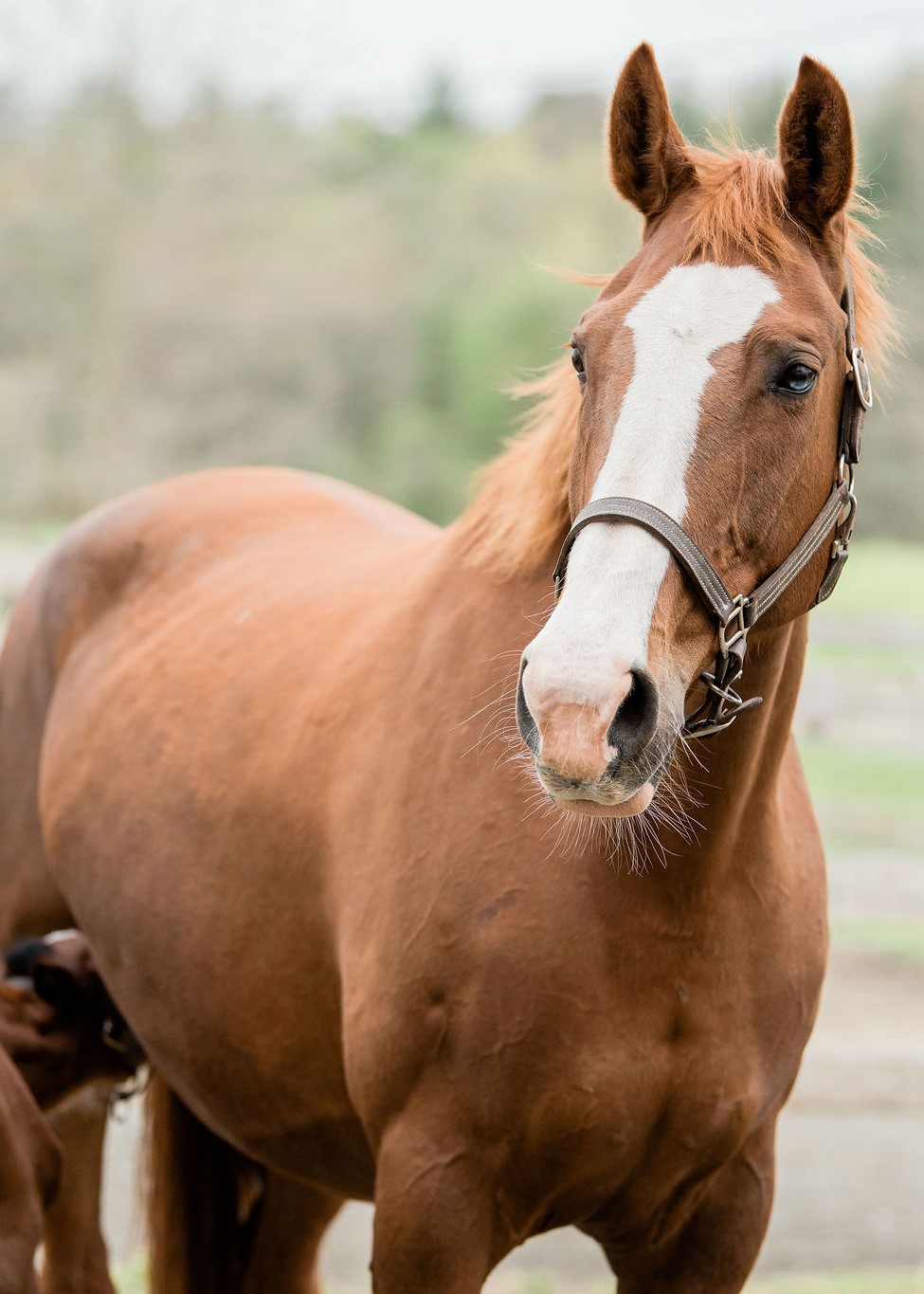 Fante, a light brown broodmare horse