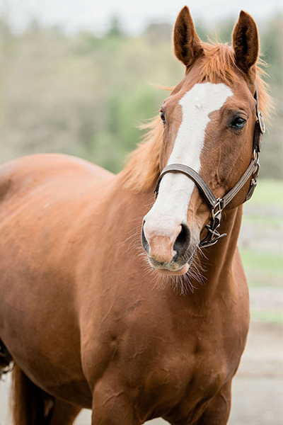 Fante, a light brown broodmare posing for the camera